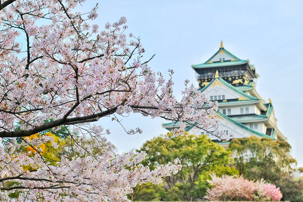 桜並木