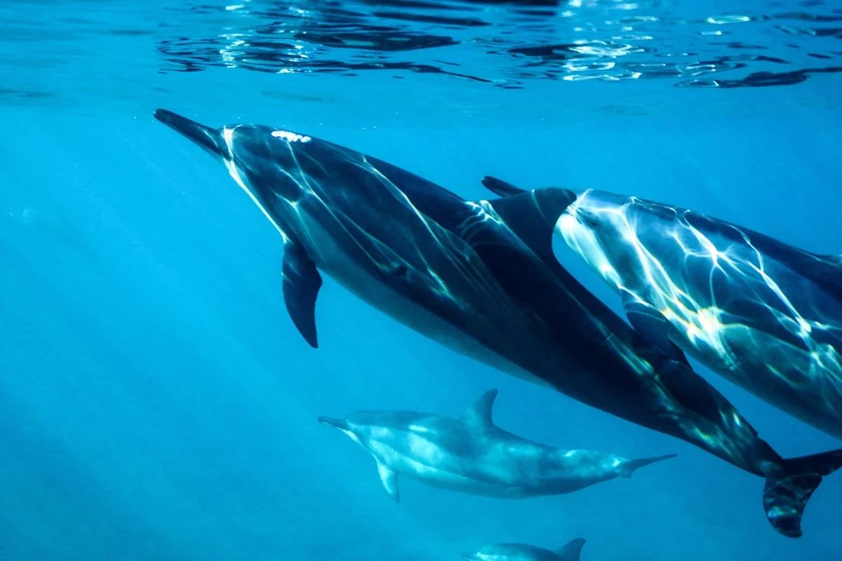 Dolphins at Motobu Genki Village