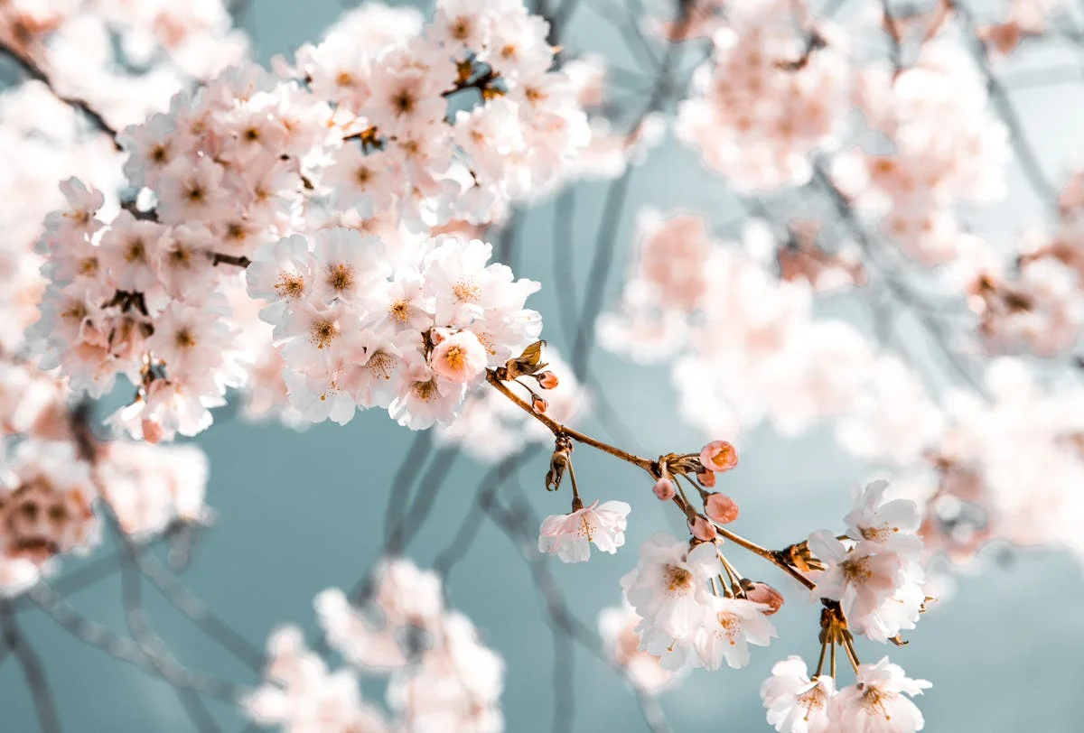 ピンクの花