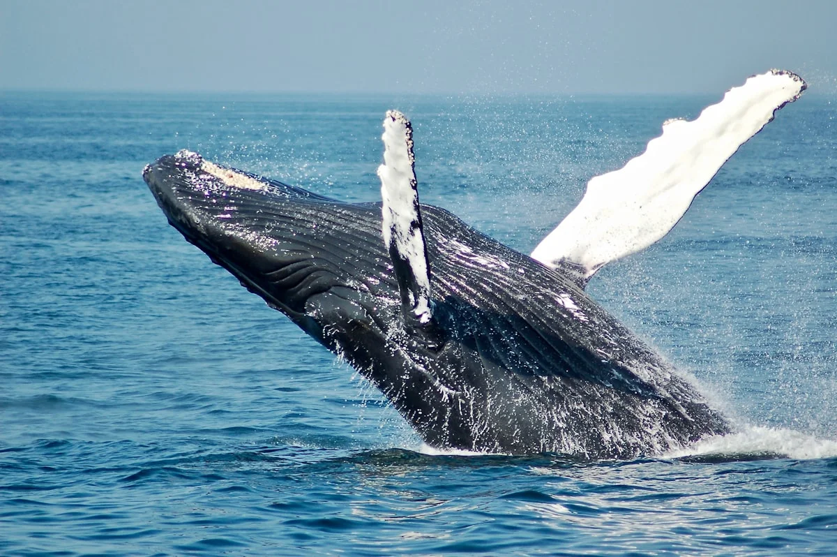 Whale watching in Okinawa